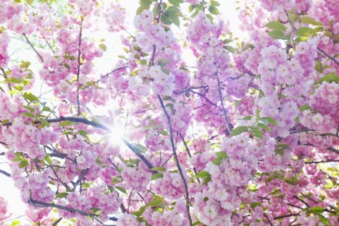 Sun shining through branches of cherry tree in spring.