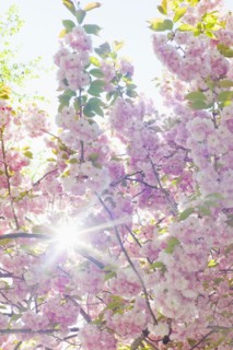 Sun shining through branches of cherry tree in spring.