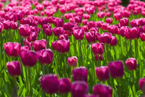 Pink tulips.