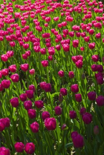 Pink tulips.