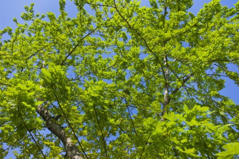 Tree in spring.