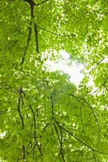 Sunlight shining through tree branches in spring.