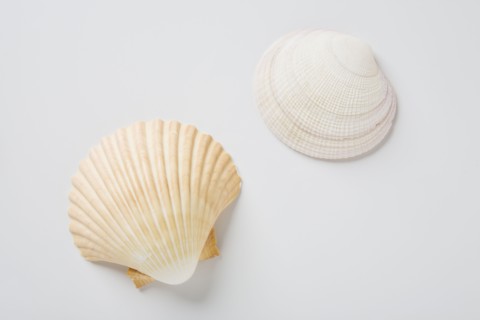 Sea shells. Photo : Chris Hackett