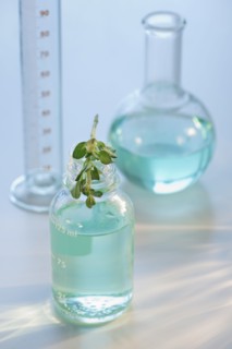 Plant in vial.