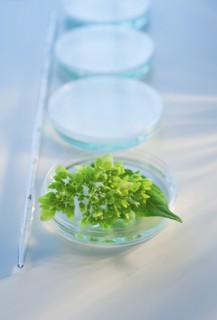 Plant in Petri dish.