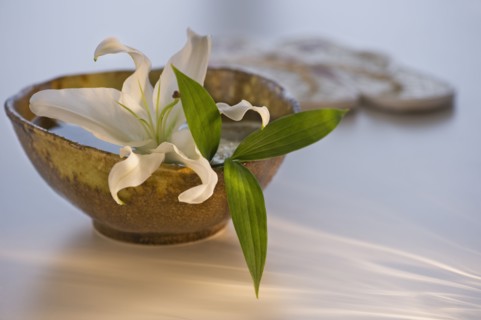 Lily in bowl of water. Photo : Daniel Grill