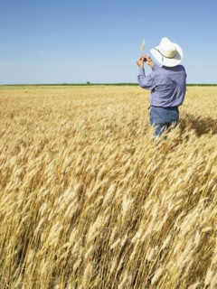 Farmer standing in wheat field. Photo : John Kelly