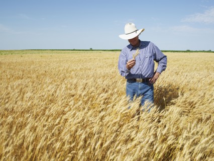 Farmer standing in wheat field. Photo : John Kelly