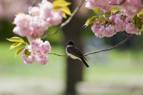 Kingbird perched on cherry tree branch. Photo : Antonio M. Rosario
