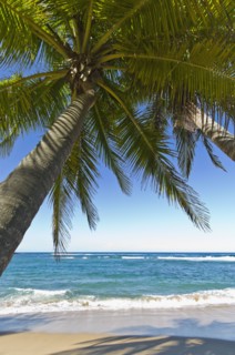 Palm trees on the beach. Photo : Antonio M. Rosario