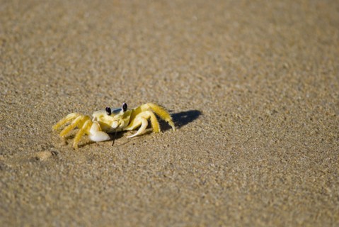 Crab in the sand. Photo : Antonio M. Rosario