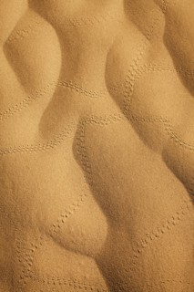 Insect tracks in desert sand. Photo : Mike Kemp