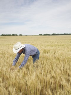 Farmer standing in wheat field. Photo : John Kelly