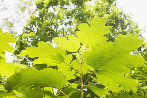 Oak leaf hydrangea. Photo : Chris Hackett