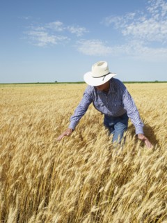 Farmer standing in wheat field. Photo : John Kelly