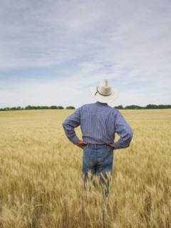 Farmer standing in wheat field. Photo : John Kelly