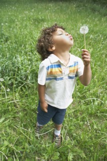Young child blowing dandelion seed head. Photo : Shawn O'Connor
