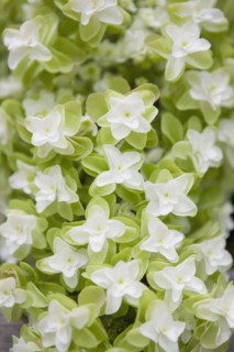 Oak leaf hydrangea flowers. Photo : Chris Hackett