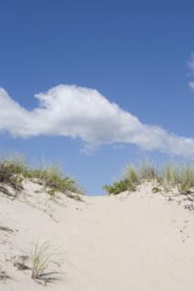Beach dune. Photo : Chris Hackett