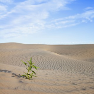 Plant growing in desert sand. Photo : Mike Kemp