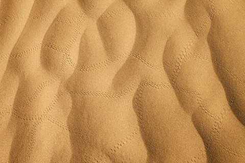 Insect tracks in desert sand. Photo : Mike Kemp