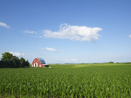 Corn field. Photo : John Kelly