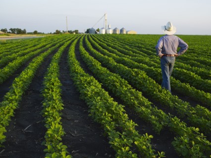 Farmer examining his crop. Photo : John Kelly