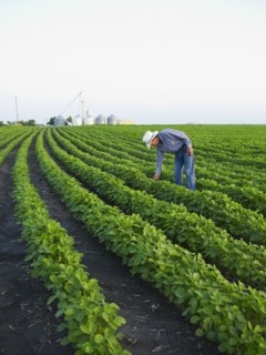 Farmer examining his crop. Photo : John Kelly