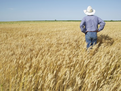 Farmer standing in wheat field. Photo : John Kelly