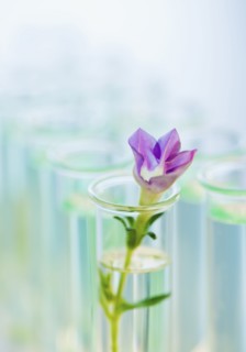 Flower in test tube.