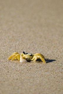 Crab on sand. Photo : Antonio M. Rosario