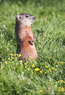 Prairie dog standing on his hind legs. Photo. Daniel Grill