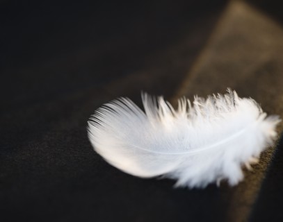 White feather. Photo : Jamie Grill