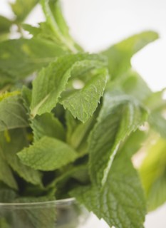 Mint leaves. Photo. Jamie Grill