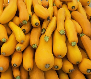 Basket of yellow zucchini. Photo. fotog