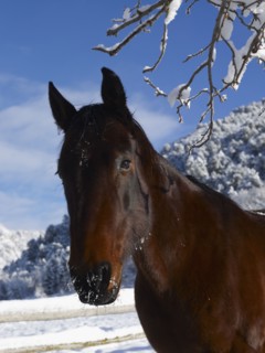 Brown horse in winter. Photo : John Kelly