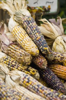 Corn gourds. Photo : Antonio M. Rosario