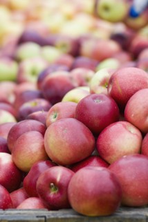 Fresh apples. Photo : Antonio M. Rosario