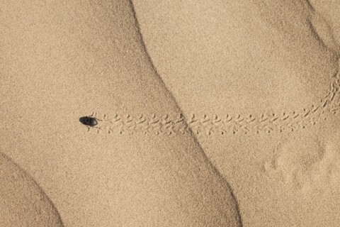 Bug on sand. Photo : Mike Kemp
