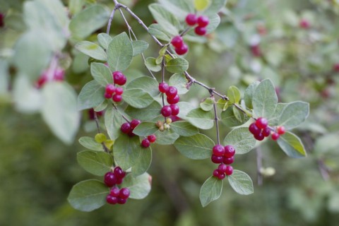 Red berries on wild plant. Photo : David Engelhardt