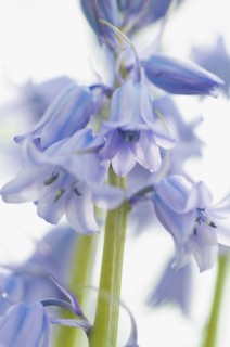 Bluebell flowers. Photo : Antonio M. Rosario