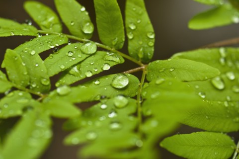 Dew drops of green leaves. Photo : Antonio M. Rosario