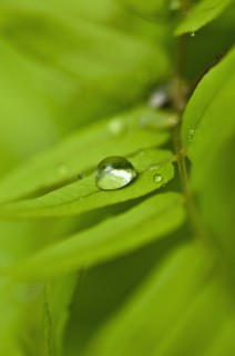 Dew drops of green leaves. Photo : Antonio M. Rosario