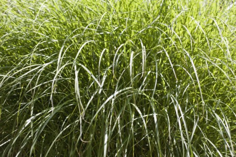 Tall green grass. Photo : David Engelhardt