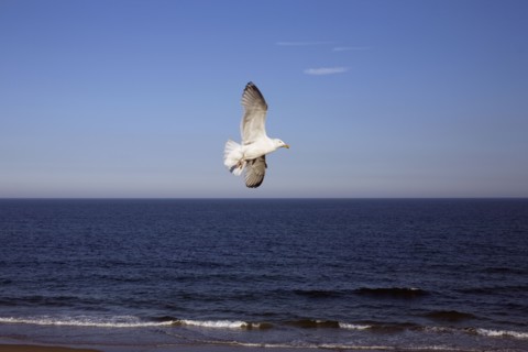 Seagull soaring over ocean. Photo. David Engelhardt