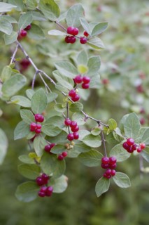 Red berries on wild plant. Photo : David Engelhardt