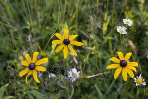 Black eyed Susan's. Photo : David Engelhardt