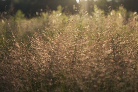 Tall grass at sunset. Photo : David Engelhardt