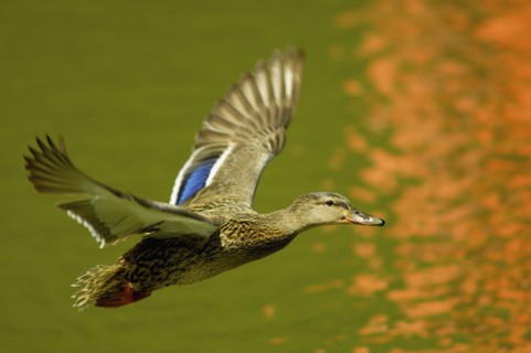 Flying mallard duck. Photo : Antonio M. Rosario