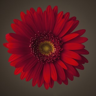 Red gerbera daisy. Photo : Mike Kemp